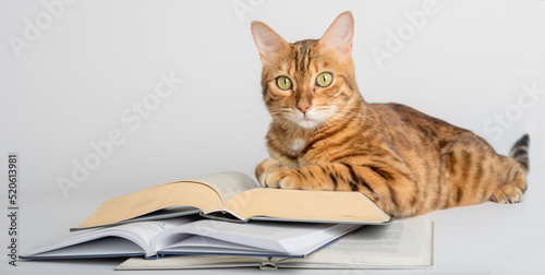 Wallpaper Mural Smart Bengal cat and books on a white background. Torontodigital.ca