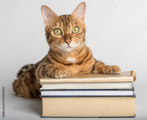 Smart Bengal cat and books on a white background.