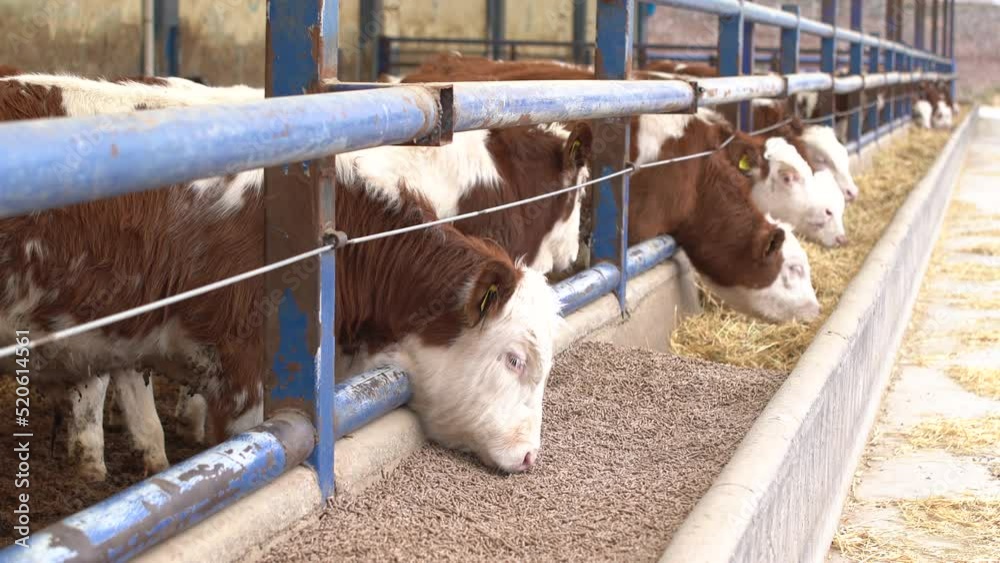 Calves eat feed and grass. Open Fattening. Simmental calves eat fodder