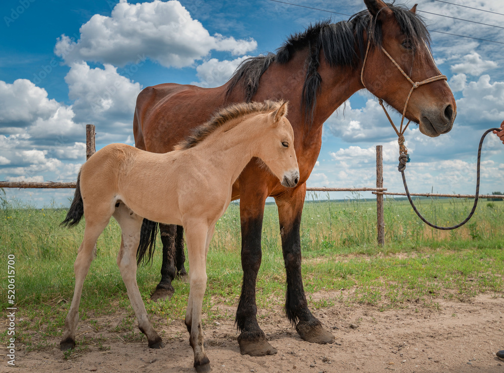 Fototapeta premium Thoroughbred horse in a field on a sunny day against the background of clouds.