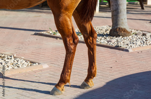 Fotografie Close up of a horse's hind legs and hooves in resting position on a street