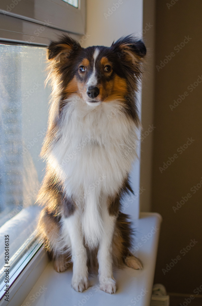 Cute tricolor sheltie dog on the windowsill. Shetland sheepdog puppy at home