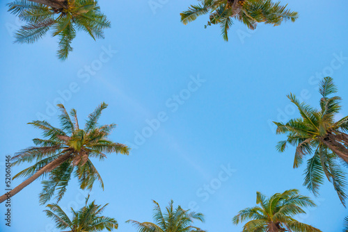 Palm top trees on blue sky as paradise holiday summer nature background