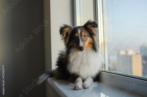 Fototapeta Naklejka Na Ścianę i Meble -  Cute tricolor sheltie dog on the windowsill. Shetland sheepdog puppy at home