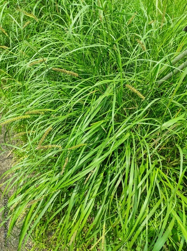 A Closeup Shot Of Kush plant considered sacred in India photo