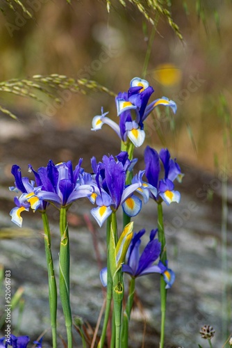 Vertical, close-up shot of blue Algerian Iris photo