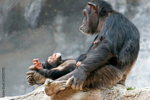 Photography mother and baby chimpanzee