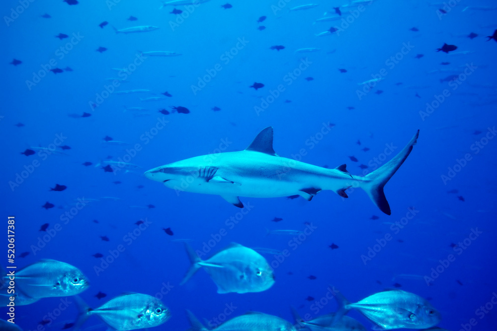 Grey reef shark, Carcharhinus amblyrhynchos, Blue Corner, Palau, Micronesia