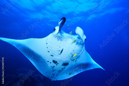 Largest type of ray in the world, Manta birostris, Yap, Micronesia photo