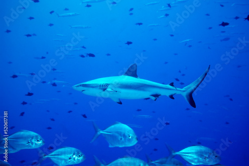 Grey reef shark, Carcharhinus amblyrhynchos, Blue Corner, Palau, Micronesia photo