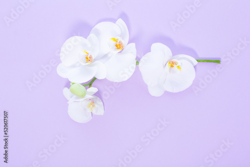 white orchid  on color paper background