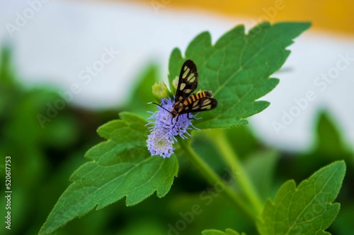 huebneri, a small butterfly perched on a praxelis flower photo