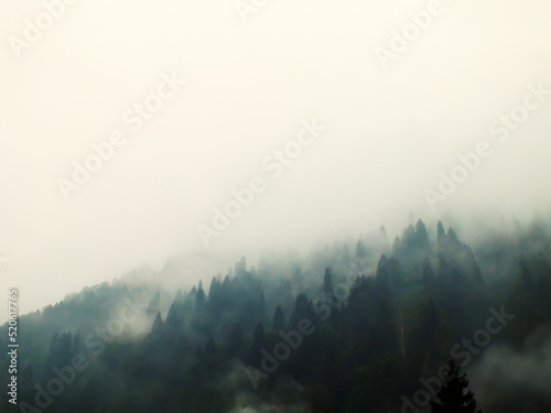 Misty landscape with fir forest in vintage retro style, A mysterious foggy forest on a mountain with tall pine trees. © gizemg