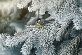 christmas background, tit sits on a snow-covered spruce branch in a winter forest