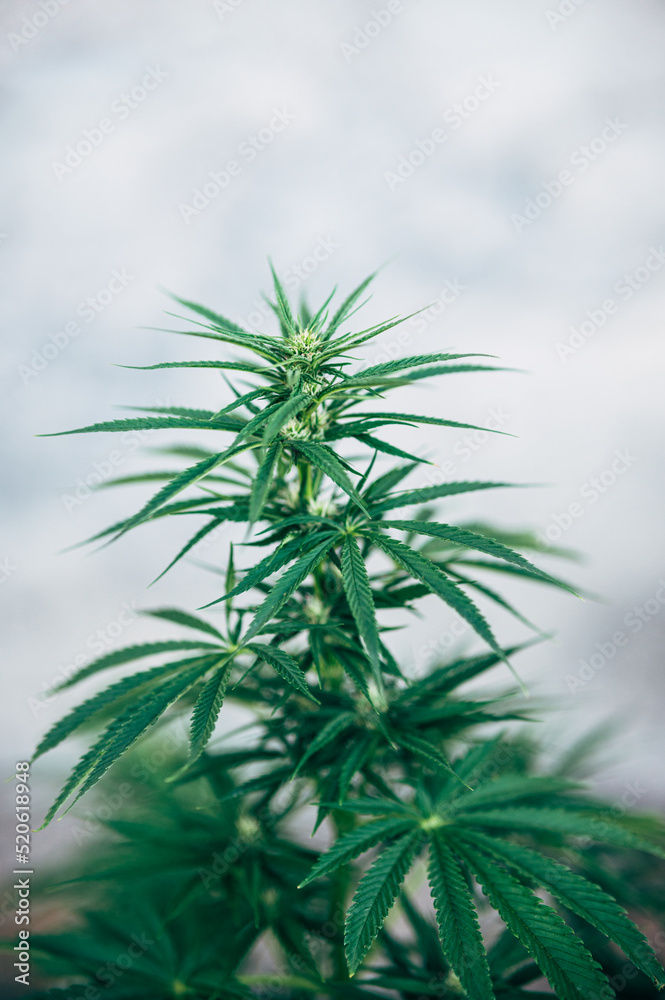 marijuana plant or cannabis cbd marijuana plant or cannabis cbd