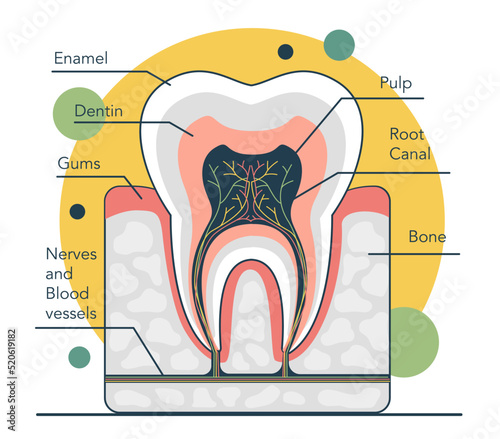 Human tooth structure. Cross section scheme representing tooth layers