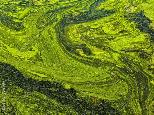 Close up view of algae on the surface of a pond