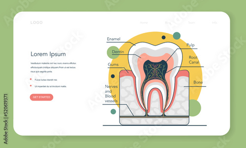 Human tooth structure. Cross section scheme representing tooth layers