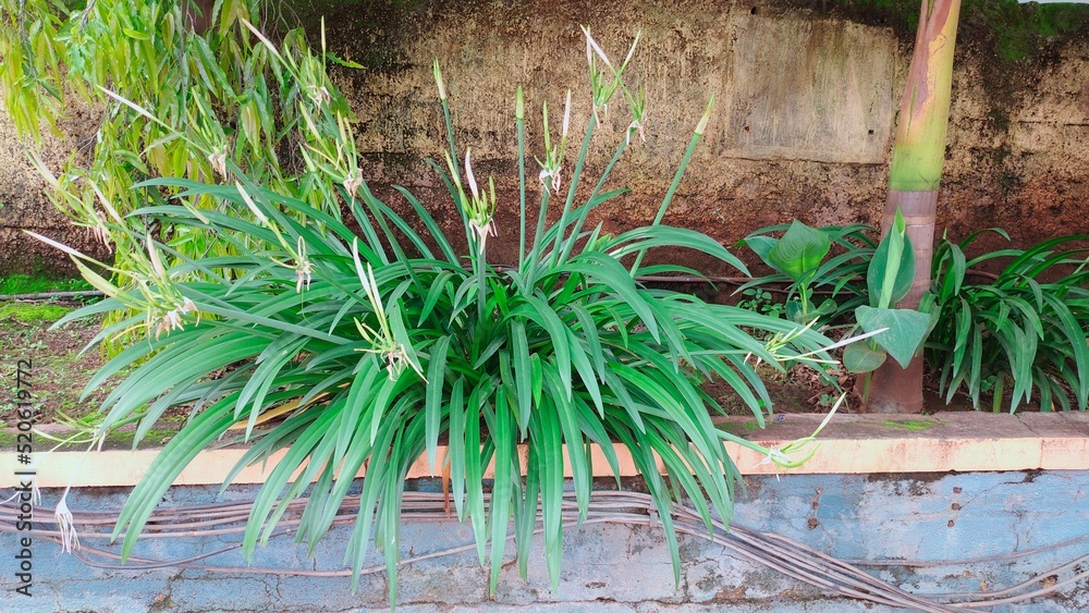 Obraz premium FLOWER in the garden