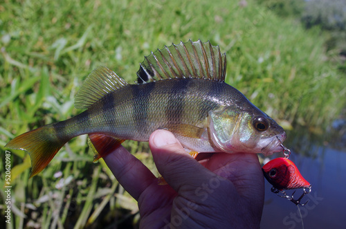 River perch in the fisherman's hand on the background of the river.