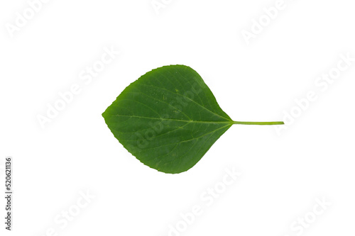 Green leaf isolated on white background.