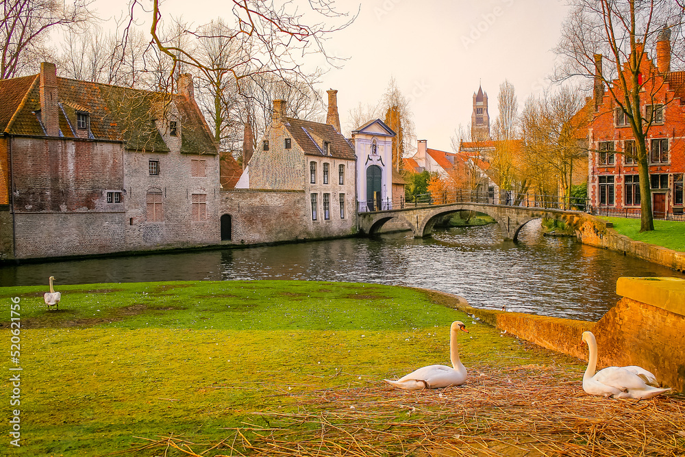 Swans resting near Beguinage and idyllic canal, Bruges, Belgium
