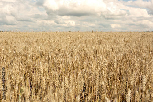 Rye field  natural background  grain