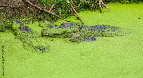 Alligators in swamp in New Orleans, Louisiana