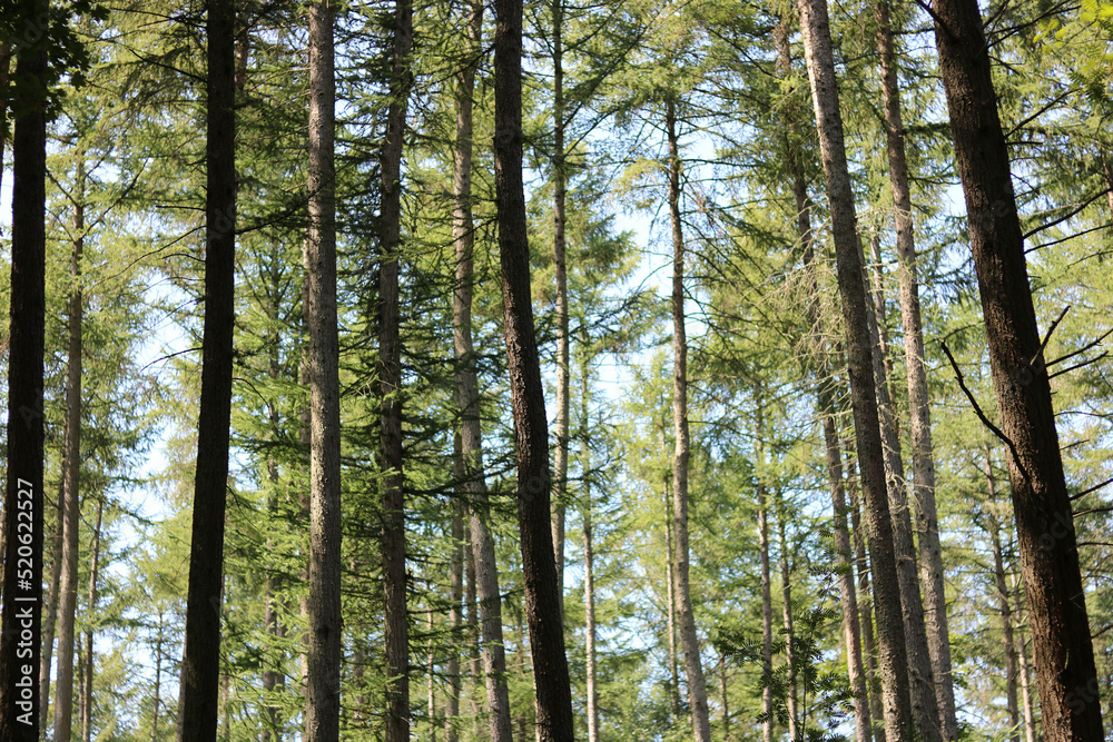 Low angle view of forest from below showing green leafy canopy Low angle view of forest from below showing green leafy canopy