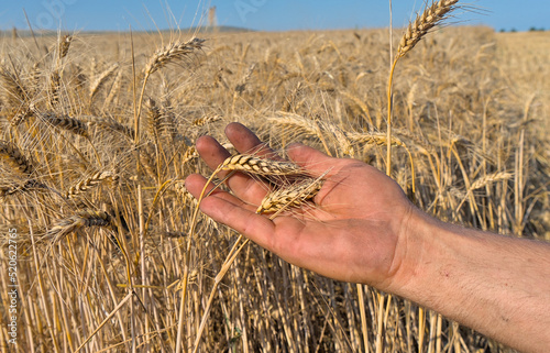 In the hands of a man ears of wheat on the field