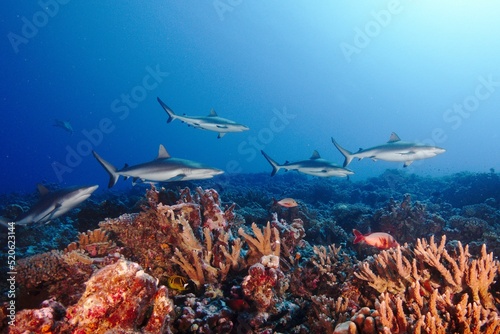Fototapeta Scenic view of a grey reef shark swimming in a sea of French Polynesia