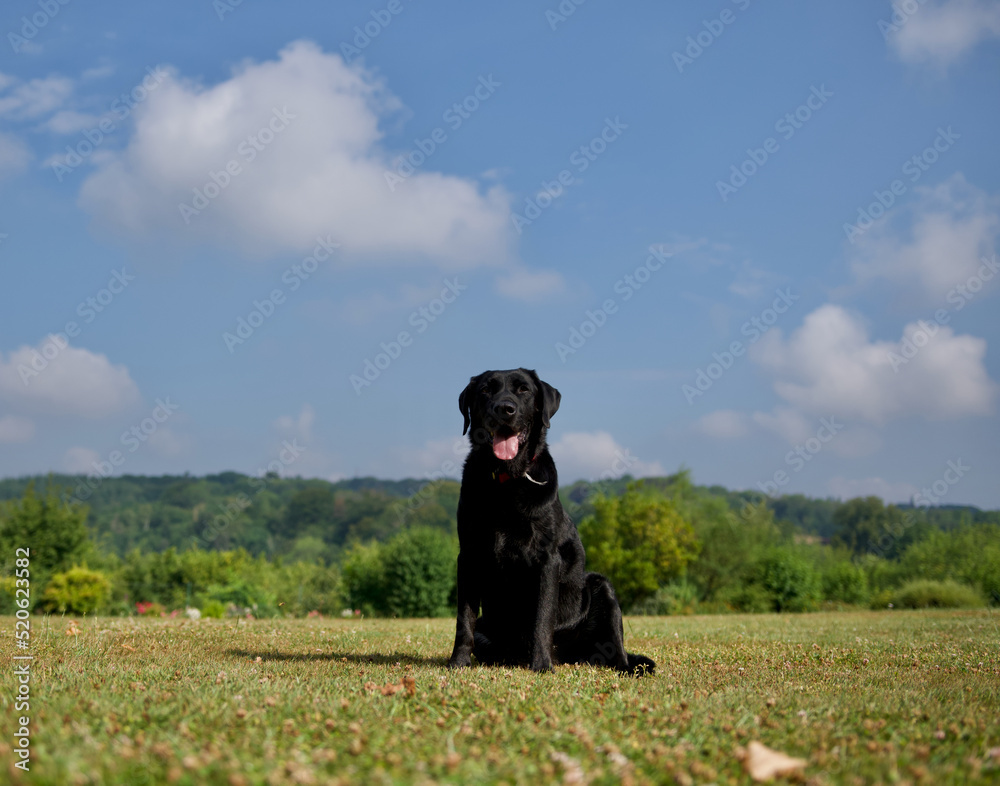 Black Labrador retriever dog sitting on a beautiful lawn in a sunny garden with a forest in the background in Condroz, Belgium.
Black Labrador retriever dog sitting on a beautiful lawn in a sunny garden with a forest in the background in Condroz, Belgium.