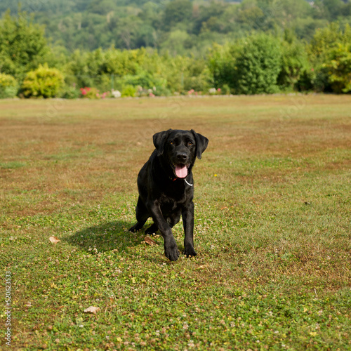Black Labrador retriever dog sitting on a beautiful lawn in a sunny garden with a forest in the background in Condroz, Belgium.