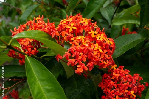 Closeup shot of orange Ashoka flowers (Saraca asoca) photo