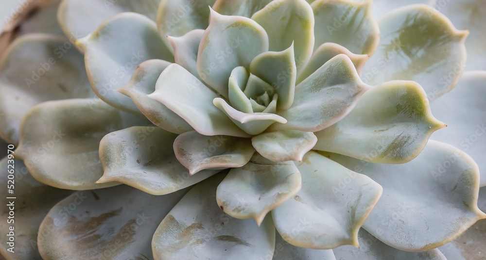 A group of miniature juicy flowers in a ceramic pot in the form of a house on the windowsill. Close-up of the green tops of the echeveria plant. Flowering Indoor Plants. Succulents. A group of miniature juicy flowers in a ceramic pot in the form of a house on the windowsill. Close-up of the green tops of the echeveria plant. Flowering Indoor Plants. Succulents.