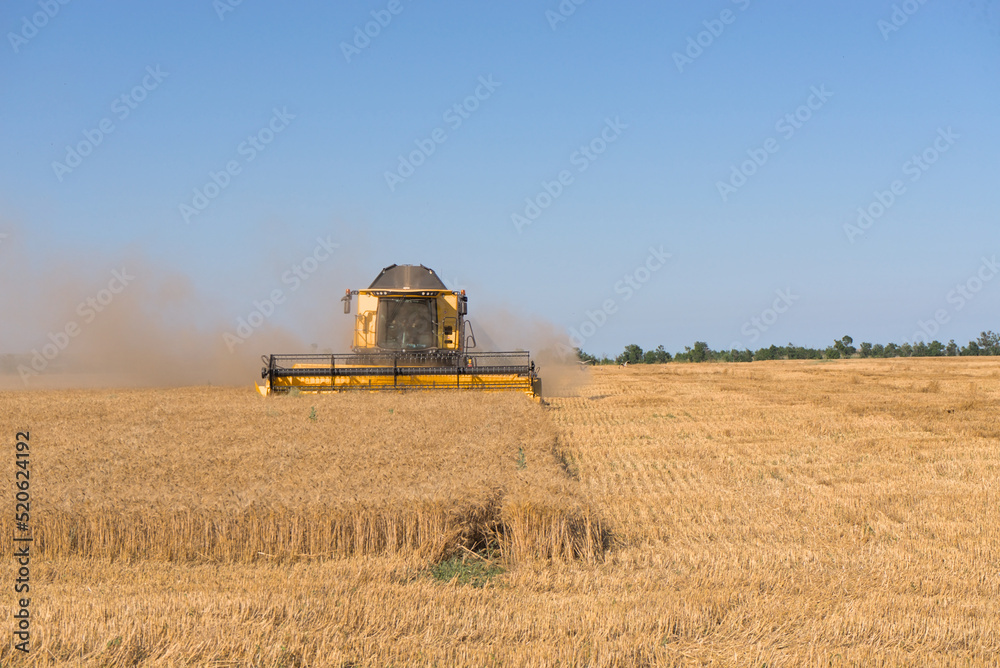 Fototapeta premium Combine harvester harvests wheat in a wheat field