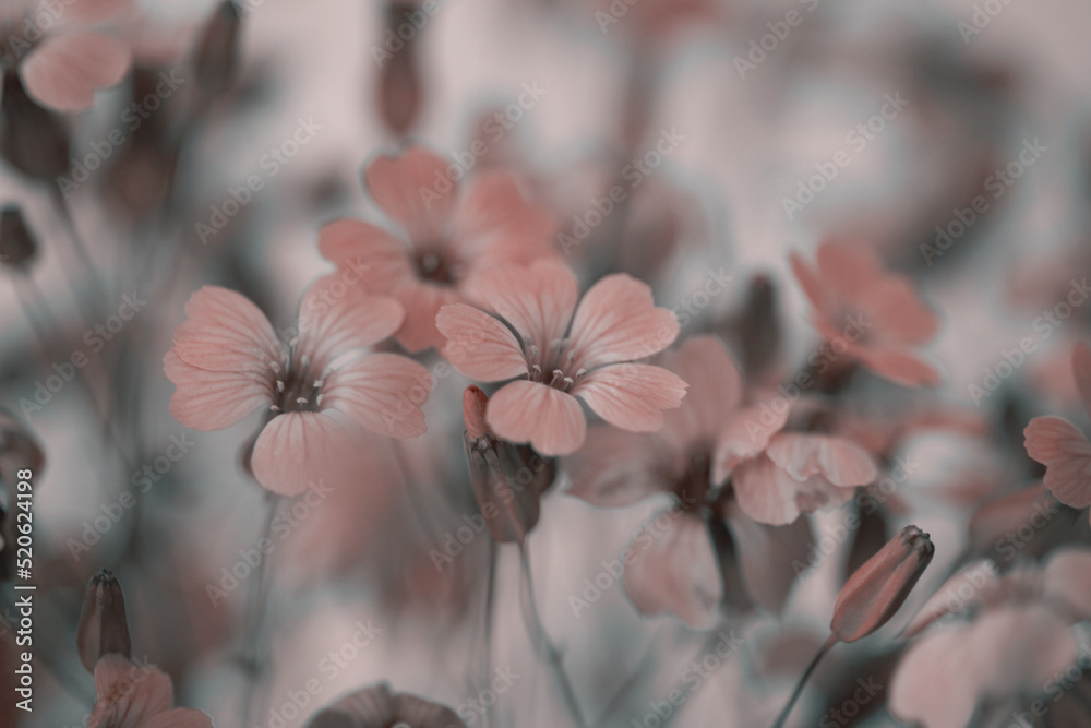 Soft focus blur flower. Art fog smoke nature horizontal copy space background. Soft focus blur flower. Art fog smoke nature horizontal copy space background.