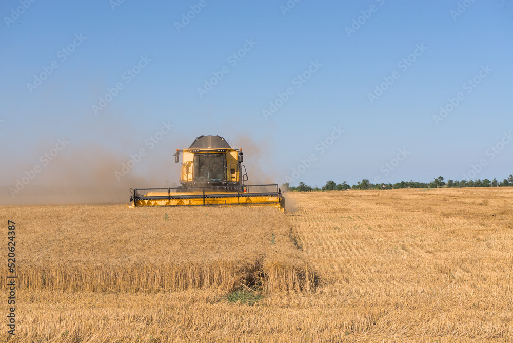 Fototapeta premium Combine harvester harvests wheat in a wheat field