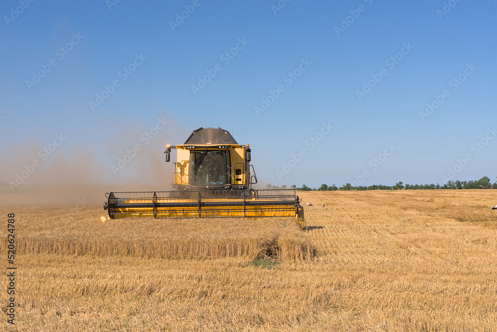 Fototapeta premium Combine harvester harvests wheat in a wheat field