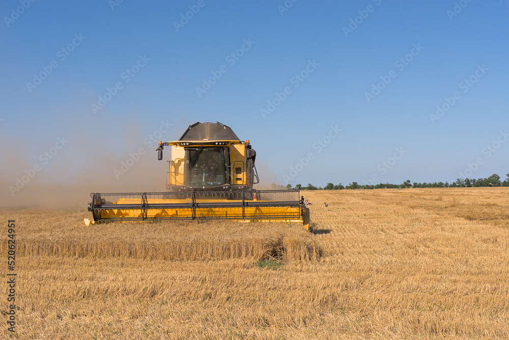 Fototapeta premium Combine harvester harvests wheat in a wheat field