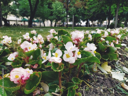 Begonia is a genus of plants in the Begonia family. Decorative gardening. Decoration of lawns, parks, flower beds, city streets and avenues. Begonia is a popular ornamental flowering plant.nts. photo