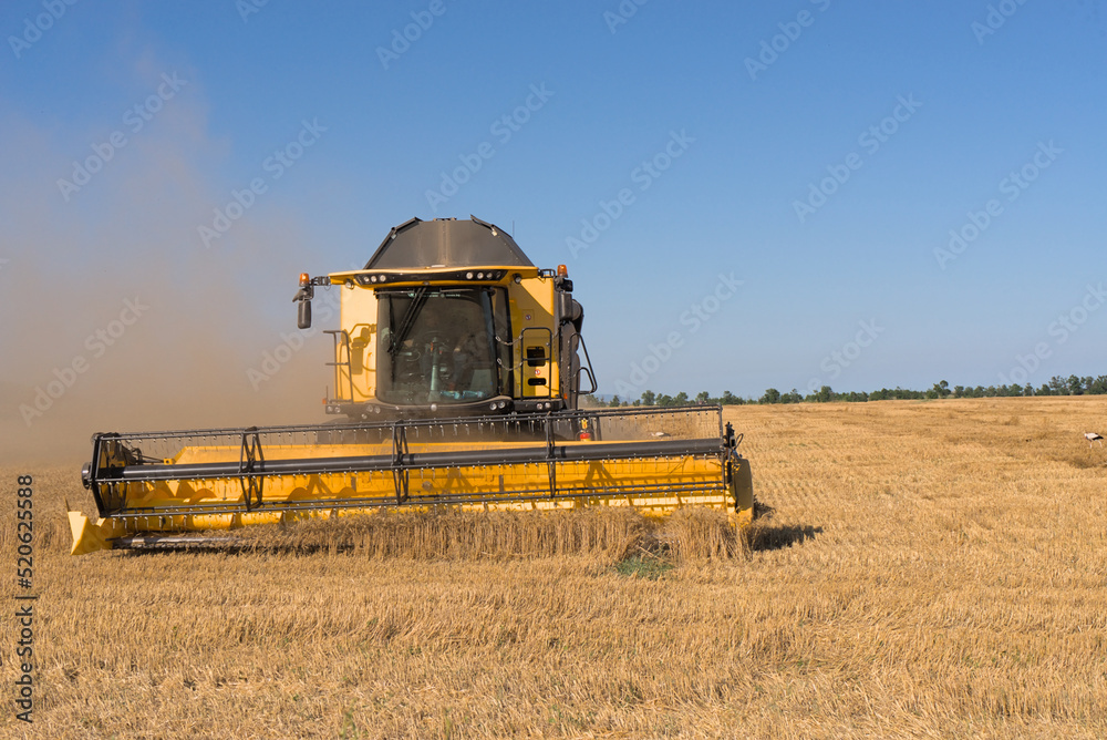Fototapeta premium Combine harvester harvests wheat in a wheat field
