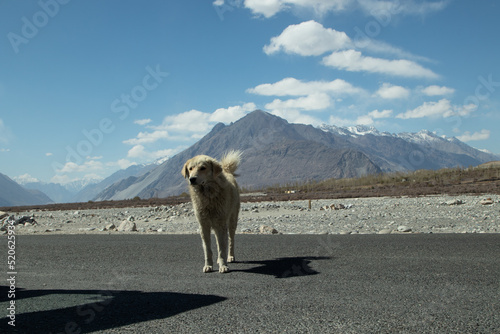 Cute Silent Local Stray Dog India Having Fur Standing On Highway Road Infront Of Himalayan Mountain Range Covered With Ice And Snow Glacier In Ladakh and Leh, India