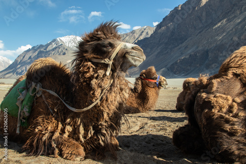 Double Hump Unique Camels In Nubra Valley, Ladakh Leh, On Of The The Top Best Tourist Destinations. Tourists Enjoy The Natural Scenic View With Camel Safari In Sand Dunes photo