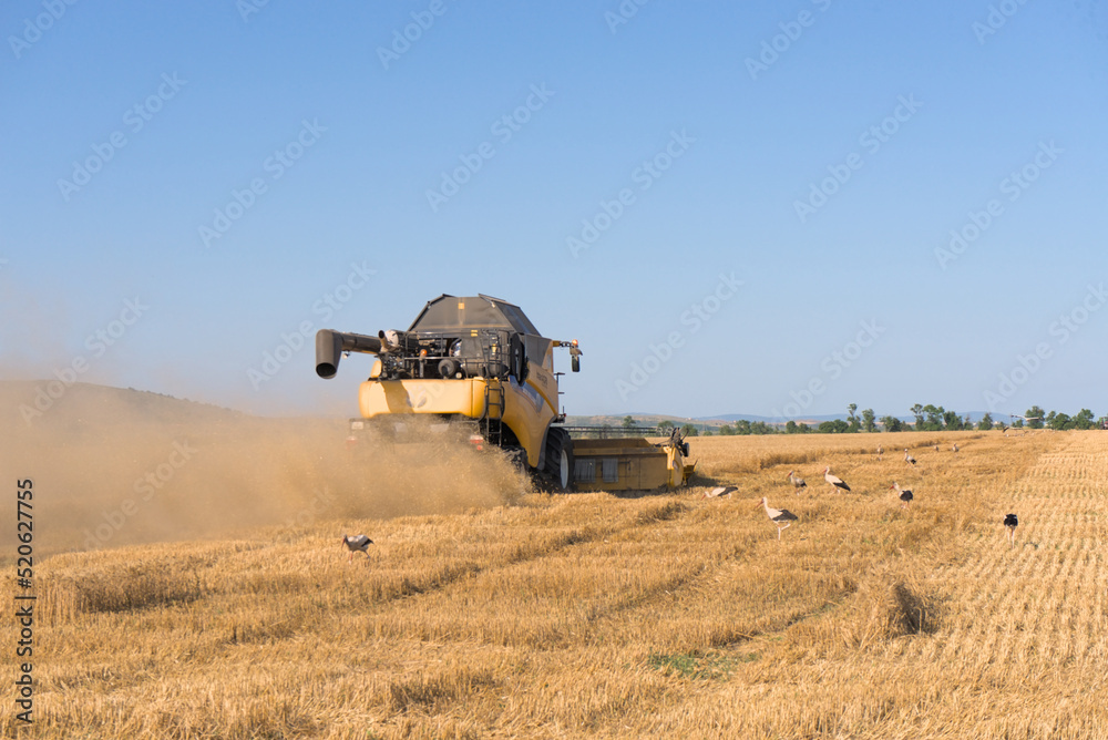 Fototapeta premium Combine harvester harvests wheat in a wheat field