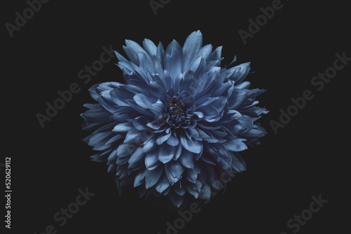 dahlia flower isolated on black