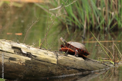 Closeup shot of a Northern Red-Bellied Cooter turtle on a log- Pseudemys rubriventris photo