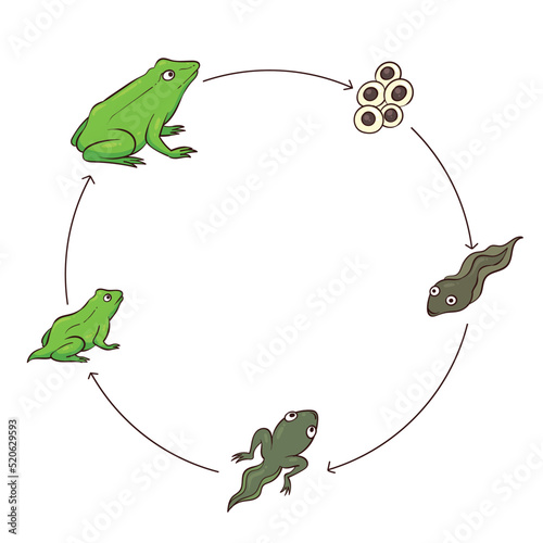 frog metamorphosis vector illustration 1
