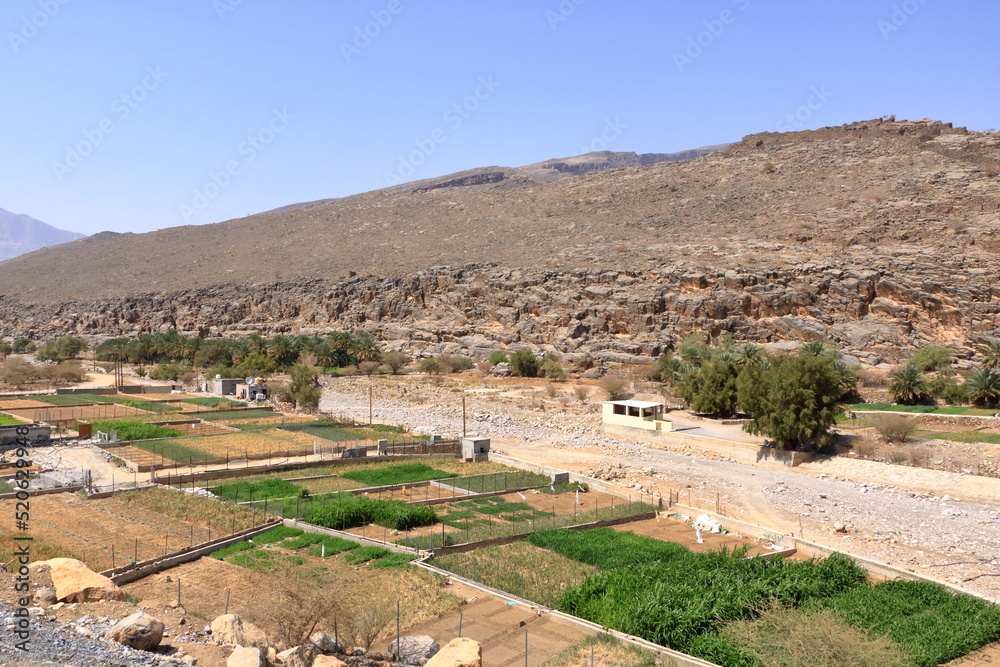 Abandoned village ruins of Riwaygh as-Safil with an oasis underneath on the road between Al Hambra and Jebel Shams, Sultanate of Oman