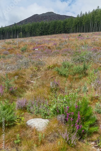 Vertical view at Mither Tap of Bennachie in Aberdeenshire, Scotland, UK photo